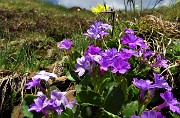 35  Primula irsuta (Primula hirsuta)